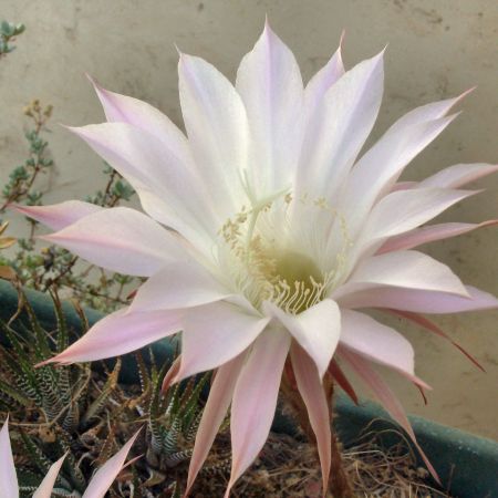 fiori di kaktus